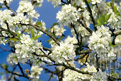 Old_Malus_Apple_tree_in_bloom
