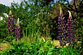 Lupinus in garden