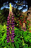 Lupinus in garden