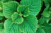 Foliage of Hydrangea affected by chlorosis