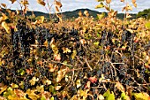 Abandoned vines and grape not collected, Provence, France