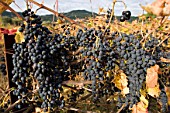 Abandoned vines and grape not collected, Provence, France