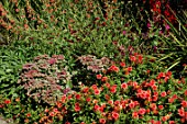 Perennial border with Sedum spectabile and Dahlia