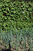 Leek and peas in vegetable garden