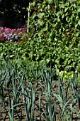 Leek and peas in vegetable garden