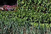 Leek and peas in vegetable garden