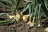 Allium cepa (Onion) in summer