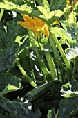 Cucurbita pepo (Zucchini) and flower