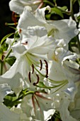 Close up on Lilium sp. (Lily)