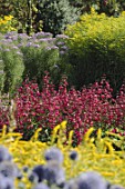 Penstemon in a border