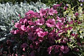 Lavatera trimestris in garden