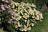 Alstroemeria (Inca lilies) in border