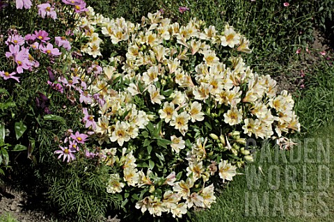 Alstroemeria_Inca_lilies_in_border