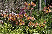 Alstroemeria (Inca lilies) in border