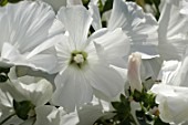 Lavatera (white mallow)