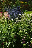 Lysimachia clethroides in border