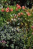 Eryngium and Alstroemeria in border