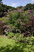 Buddleja at Malleny garden in Scotland