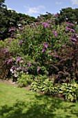 Buddleja at Malleny garden in Scotland