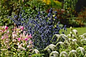 Echinops ritro in border