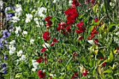 Mixed Lathyrus (Sweet peas)