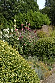 Alcea rosea (Hollyhocks) in a border