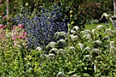 Lysimachia clethroides