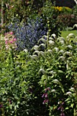 Lysimachia clethroides