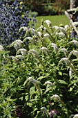 Lysimachia clethroides