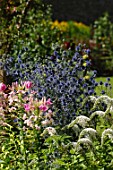 Lysimachia clethroides and Echinops ritro in border