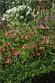 Alstroemeria (Inca Lily) in border