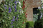 Wall of Lathyrus odoratus (Sweet pea)