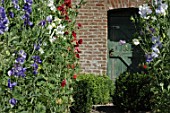 Wall of Lathyrus odoratus (Sweet pea)