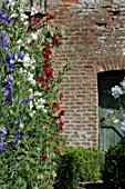 Wall of Lathyrus odoratus (Sweet pea)