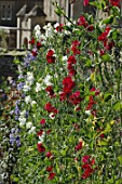 Wall of Lathyrus odoratus (Sweet pea)