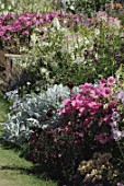 Garden border with Lavatera sp.