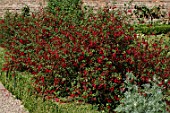Red Fuchsia in border