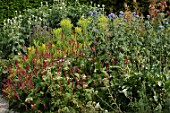 Persicaria affinis in border