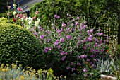 Lavatera (Mallow) and Alcea rosea (hollyhocks) in a border