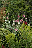 Alcea rosea (Hollyhocks in a border)