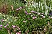 Salvia (Sage) and Dimorphotheca in border