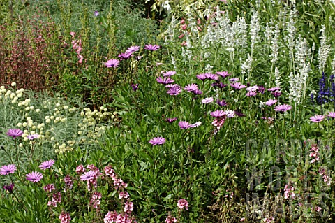Salvia_Sage_and_Dimorphotheca_in_border