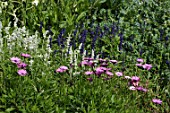 Salvia (Sage) and Dimorphotheca in border