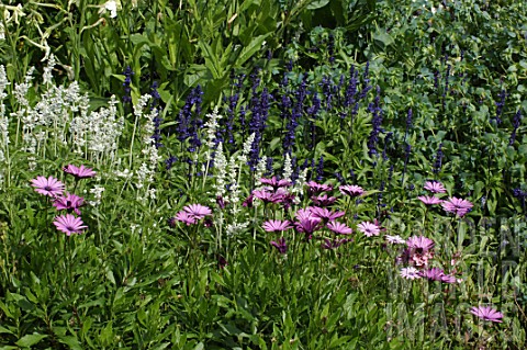 Salvia_Sage_and_Dimorphotheca_in_border
