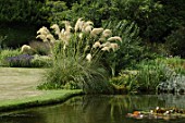 Cortaderia selloana (Pampas grass) along pond