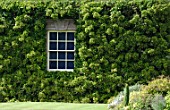 Climbing Hydrangea surrounding a window