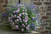 Container of Aster and Aubrieta