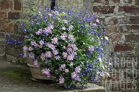 Container_of_Aster_and_Aubrieta
