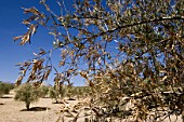 Browned foliage of Olea europaea (Olive tree)