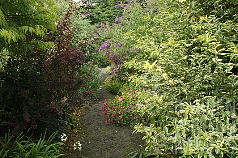 Shrubs_along_a_garden_path
